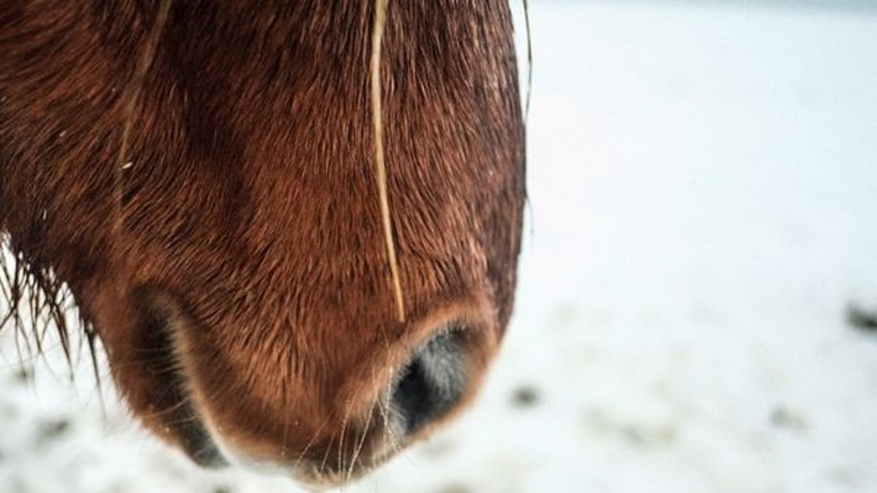 Poney Moon