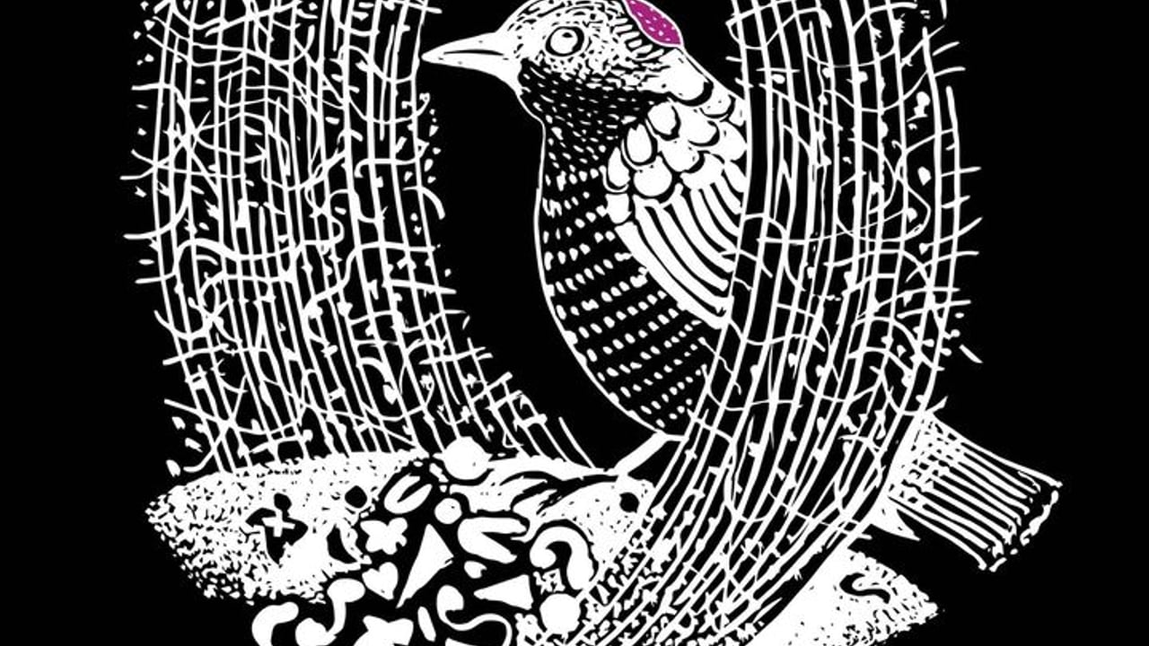 The Bowerbird Collective