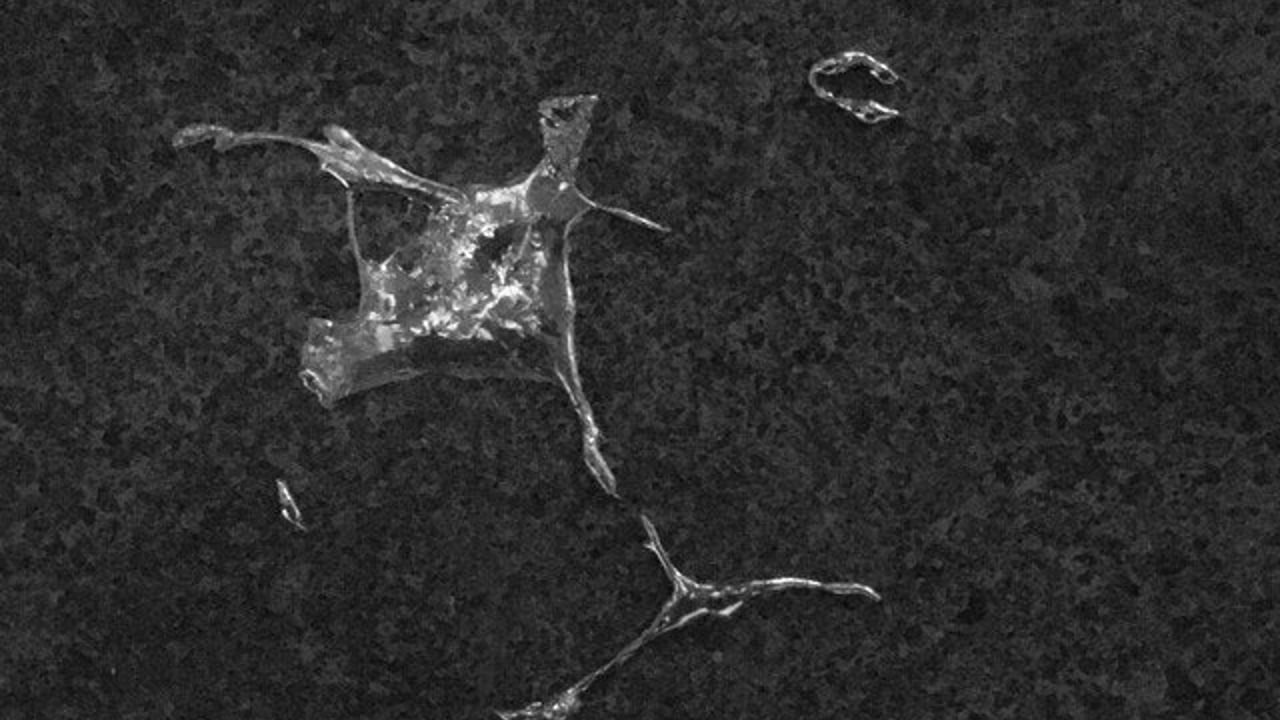 Torture and the Desert Spiders