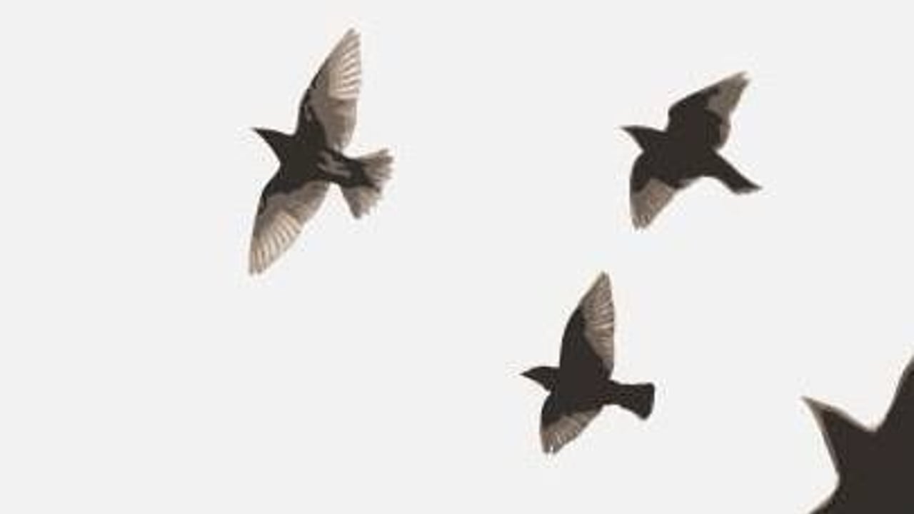 Winter Starlings