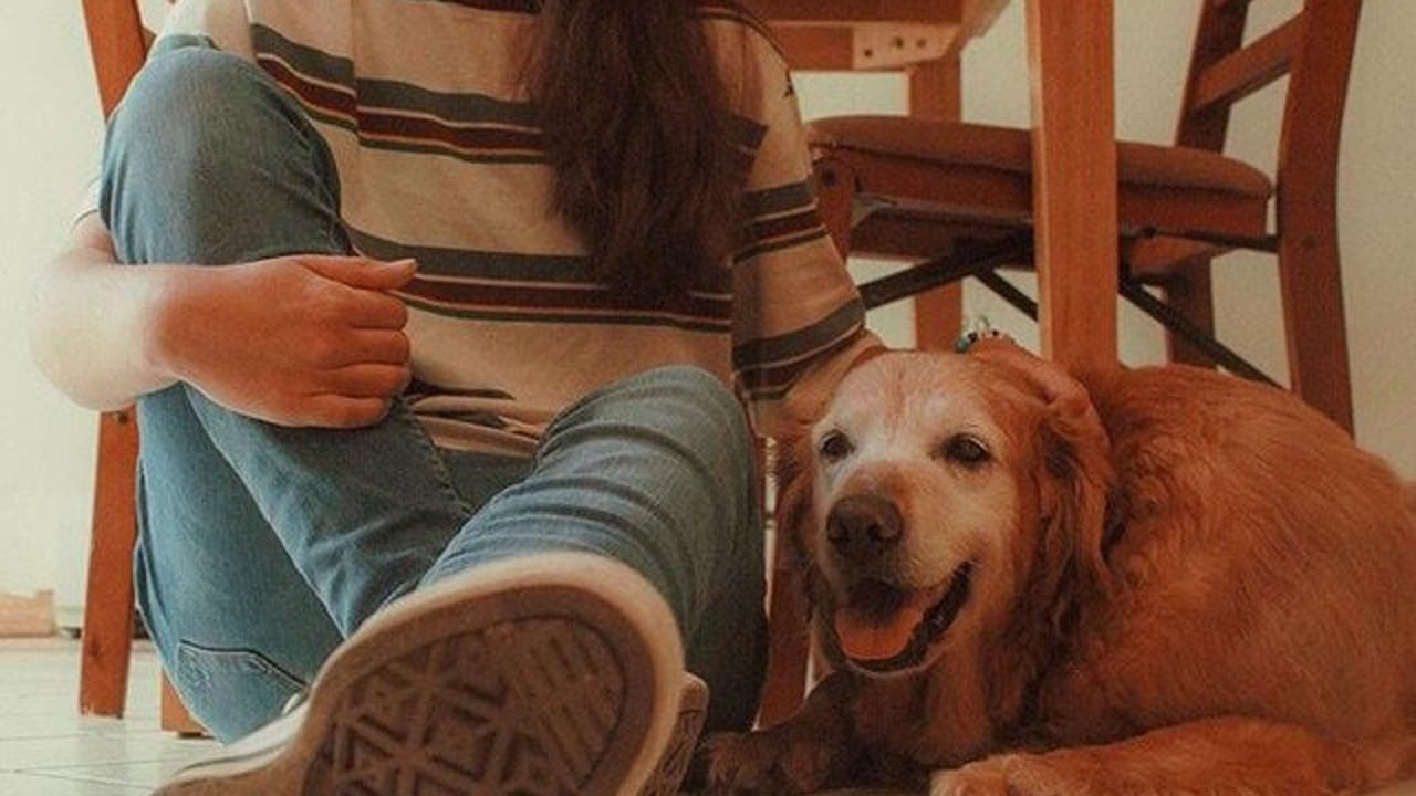 Dogs on Shady Lane