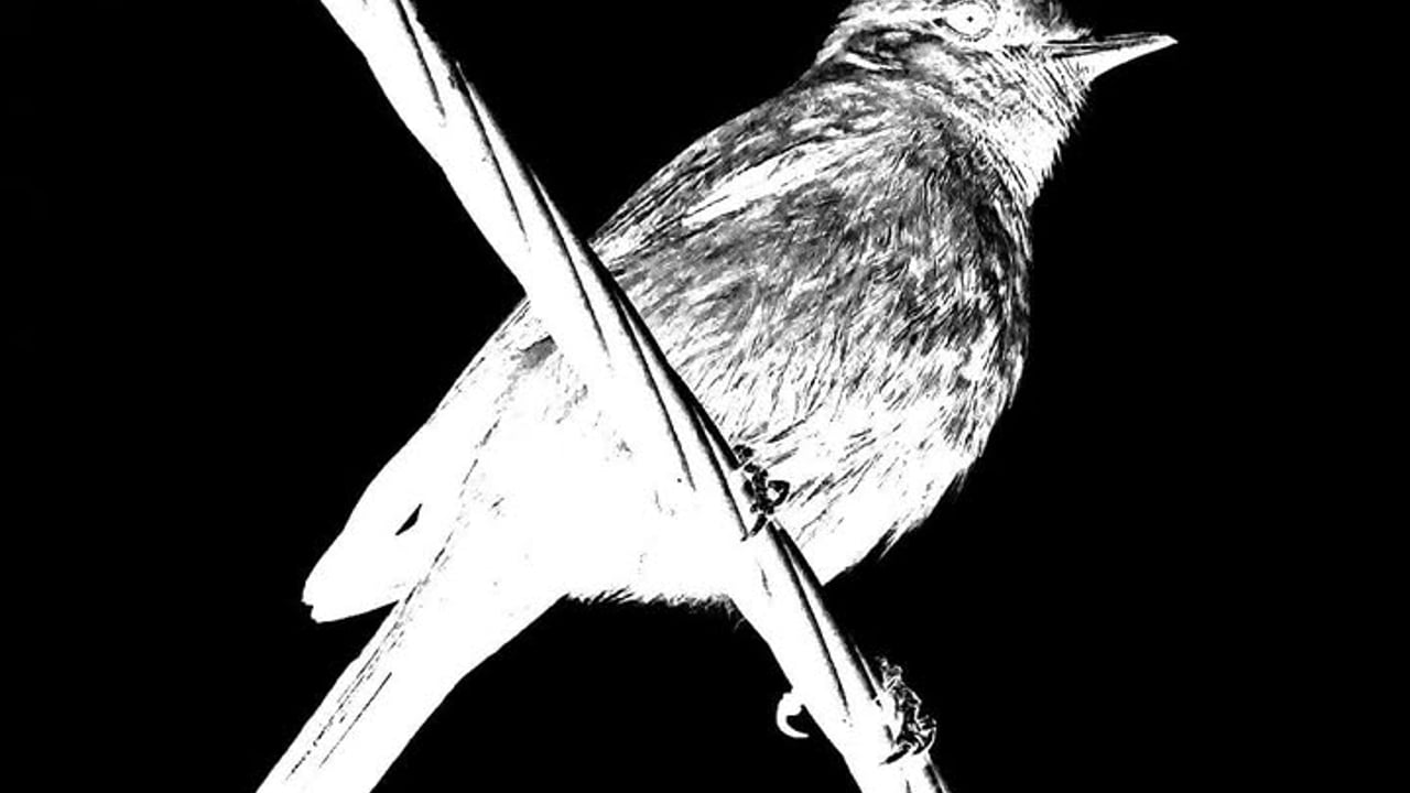 Bird On The Wire