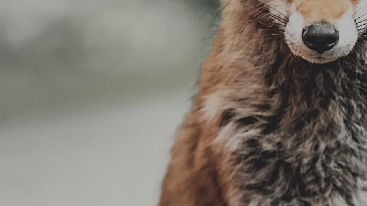 Foxfeesten