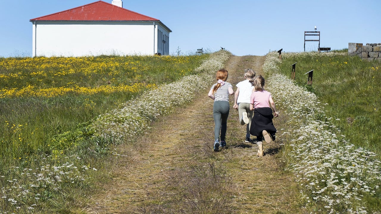 Sumarnámskeið í Viðey – VIÐEY FRIÐEY