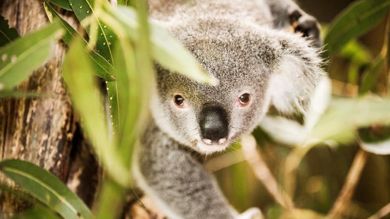 Fauna Rescue Whitsundays