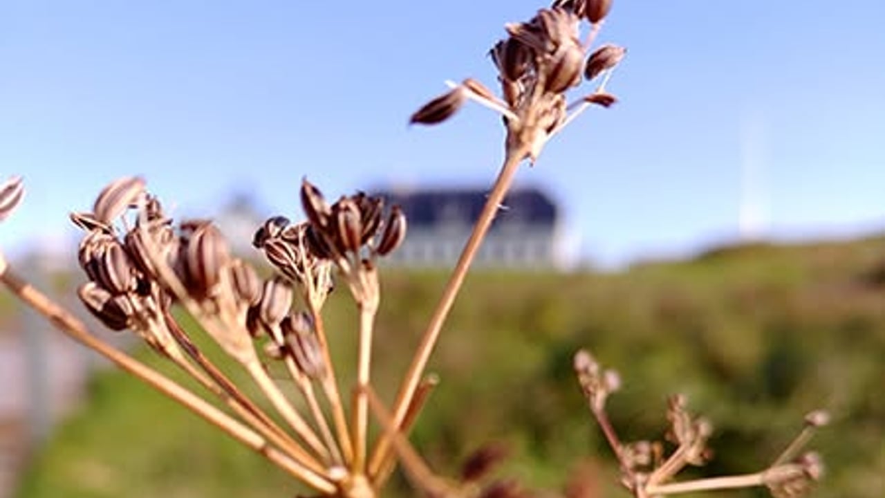 Kúmentínsla með Björk Bjarnadóttur / Caraway Harvesting with Björk Bjarnadóttir
