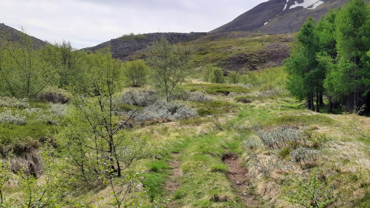 Skuggabjargaskógur: Rafhjólaferð á fjallahjóli
