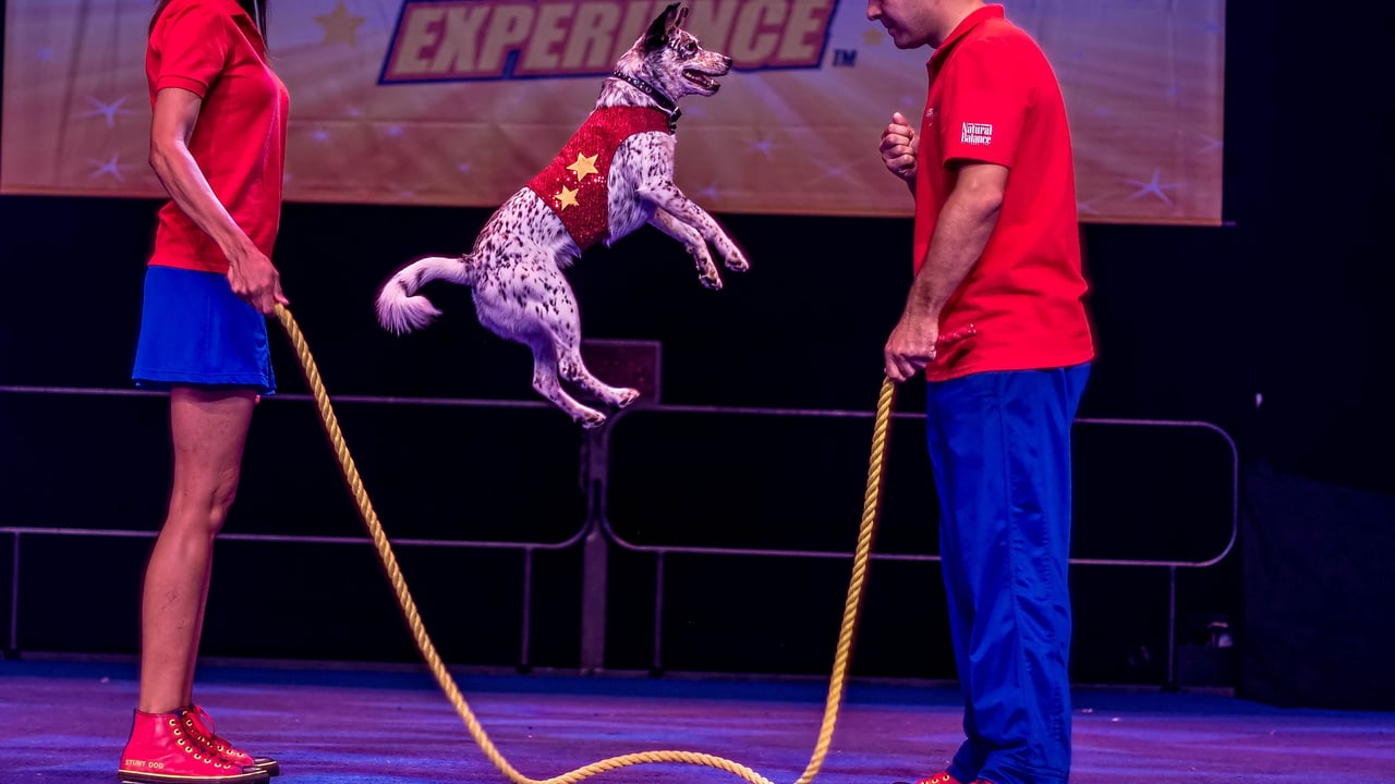 The Perondi's Stunt Dog Experience