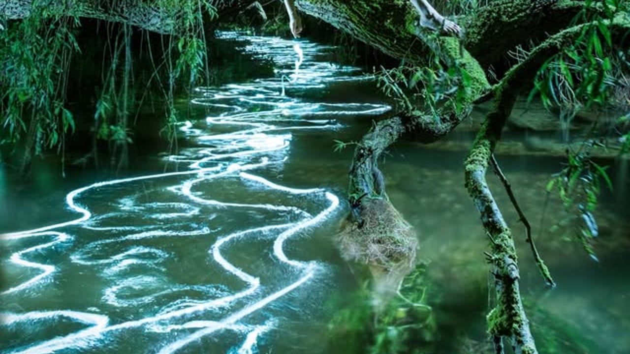Songs of the Wild - 100 years of Norfolk Wildlife Trust