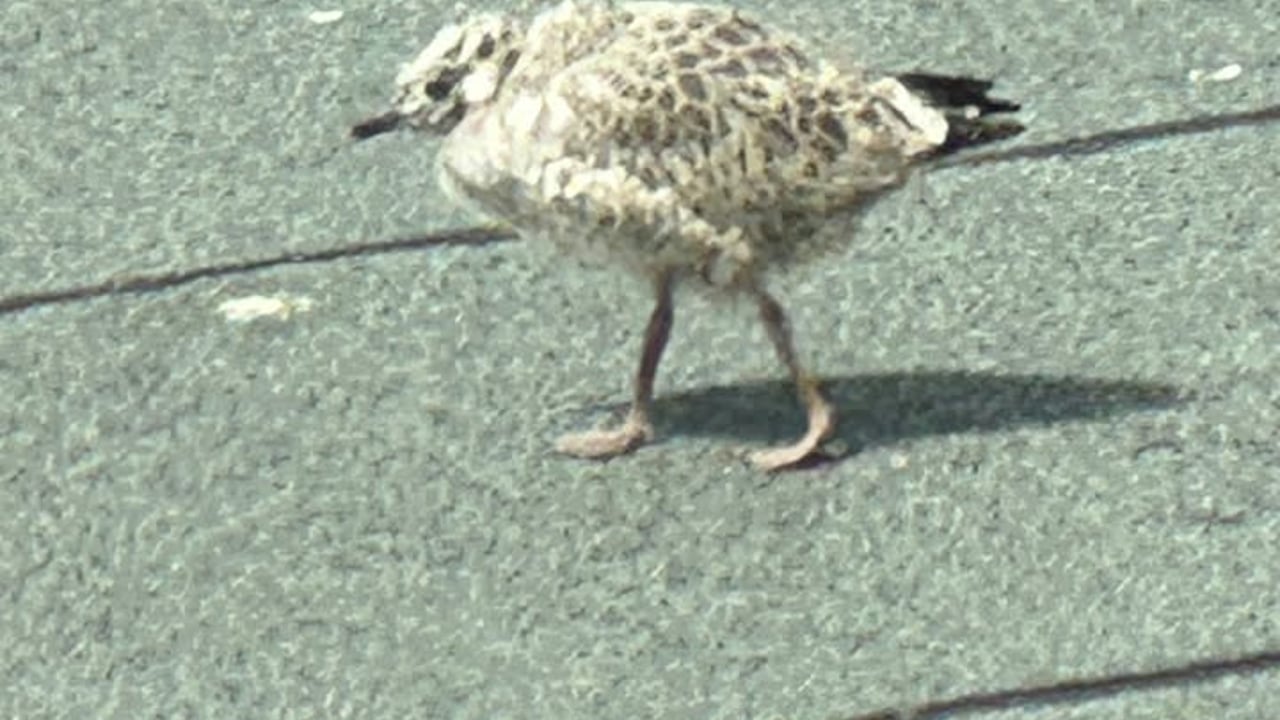 Cacadou