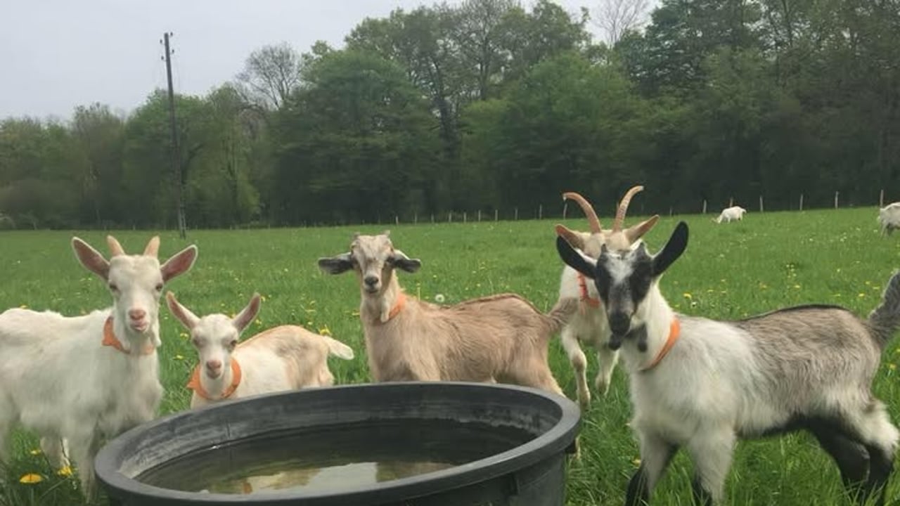 Les p’tits Canailloux