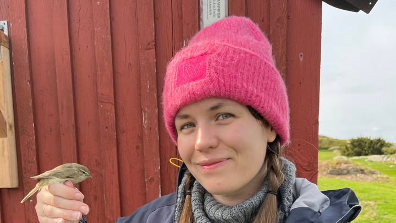 Ringmerking på Akerøya