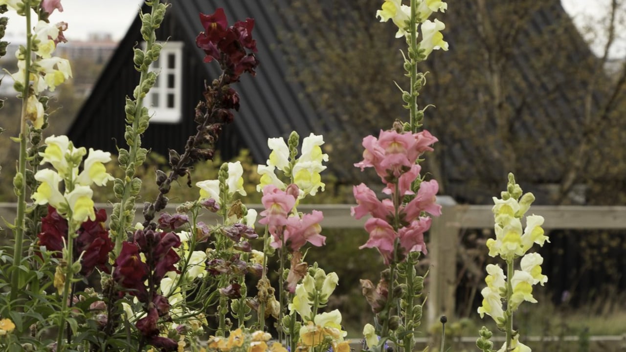 In Full Bloom - Flower Bouquet Workshop