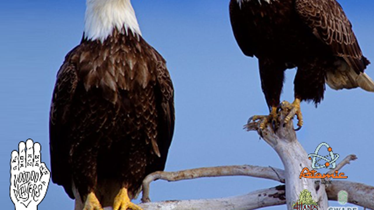 Voodoo Eagles