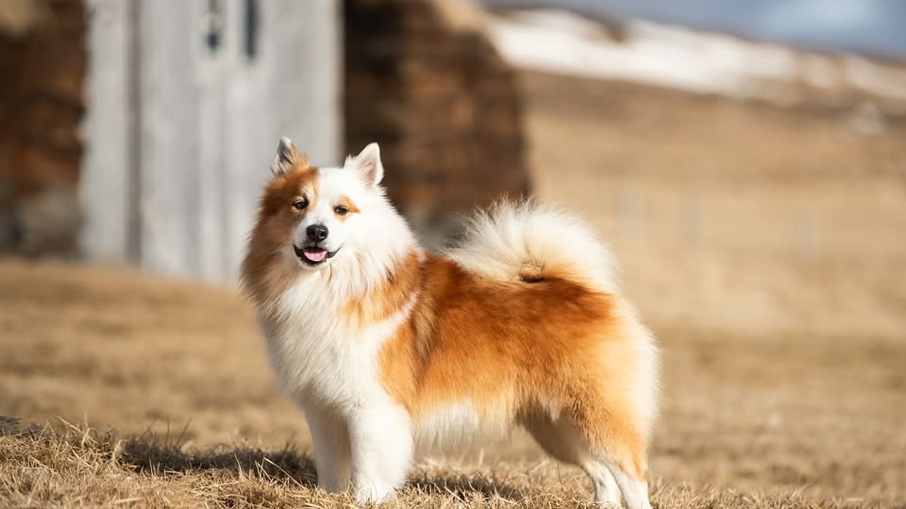 Dagur Íslenska fjárhundsins - Icelandic Sheepdog day