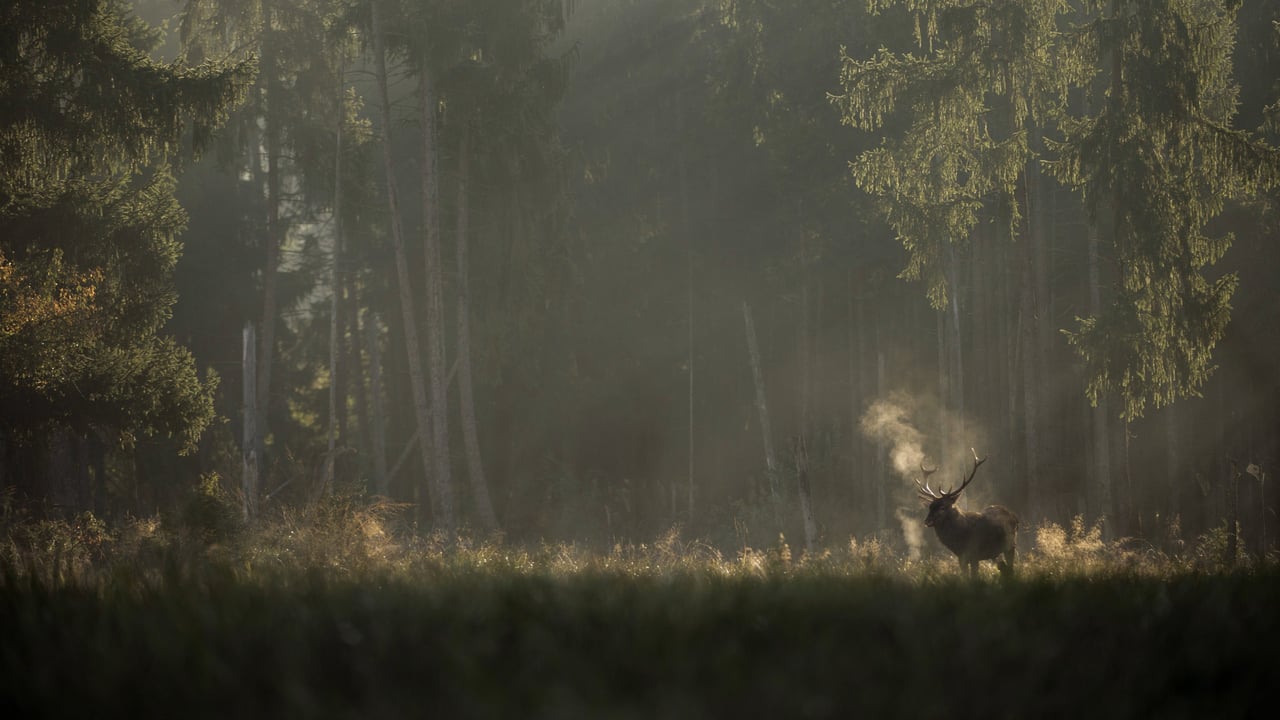 Whispers in the Woods