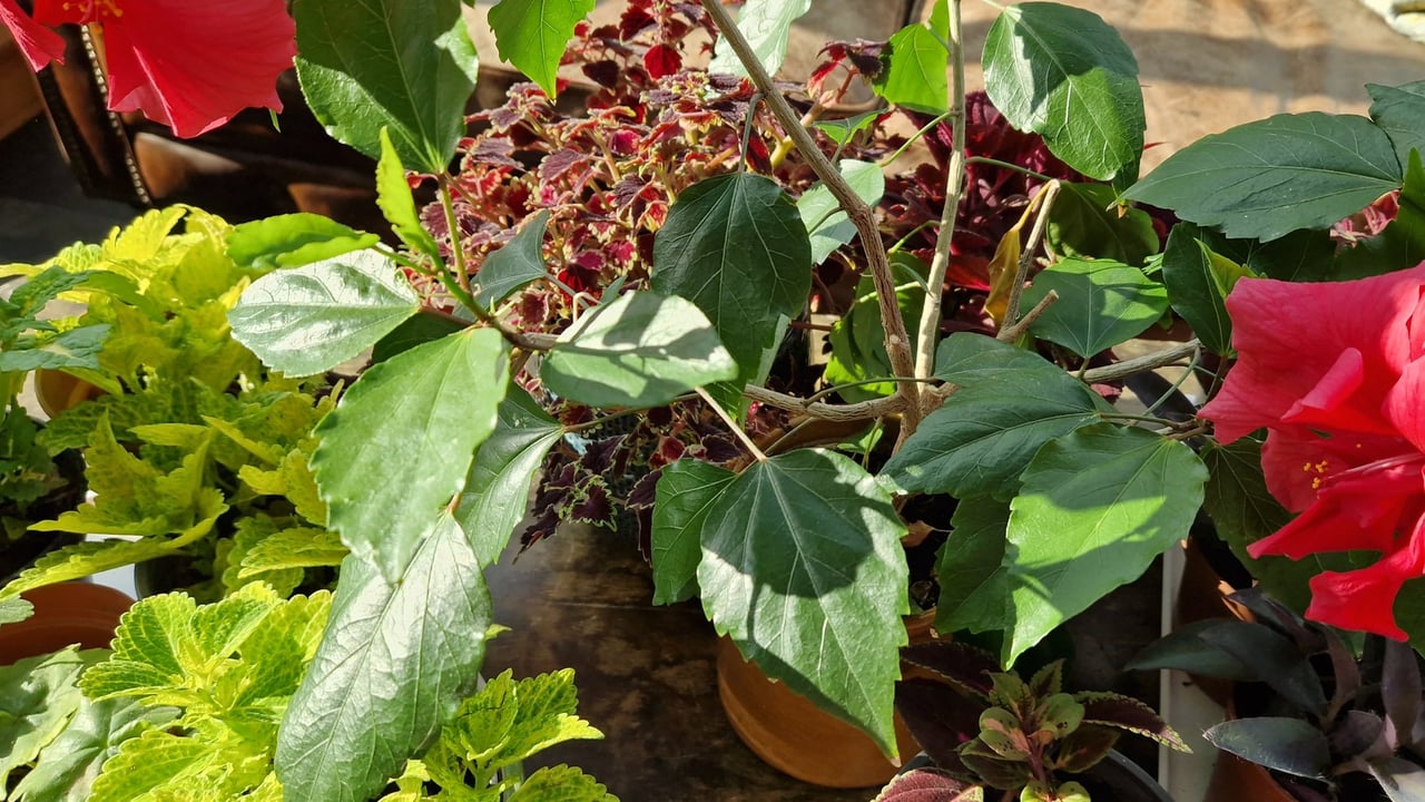 Plant Swap |  Flowers and Cuttings