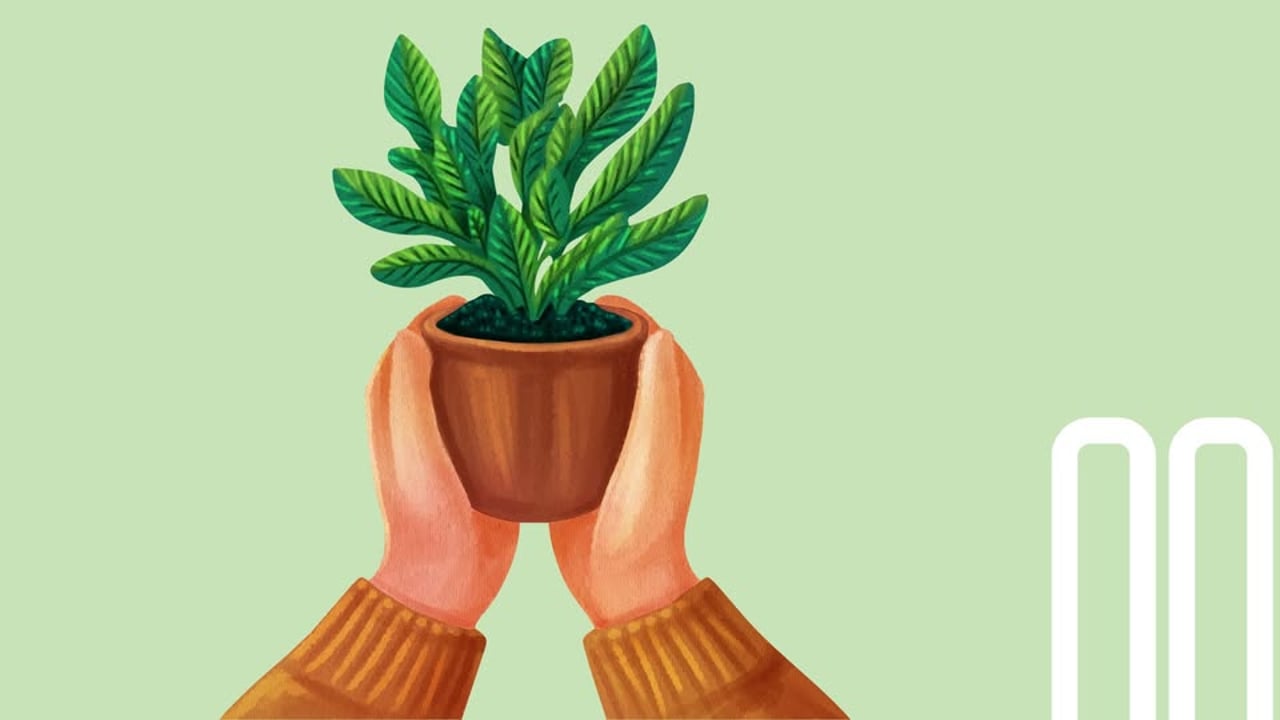 Plöntuskipti | Plant exchange