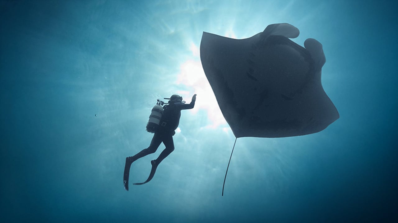 The Last Dive: San Diego Premiere