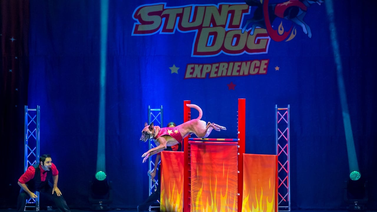 Perondi's Stunt Dog Experience