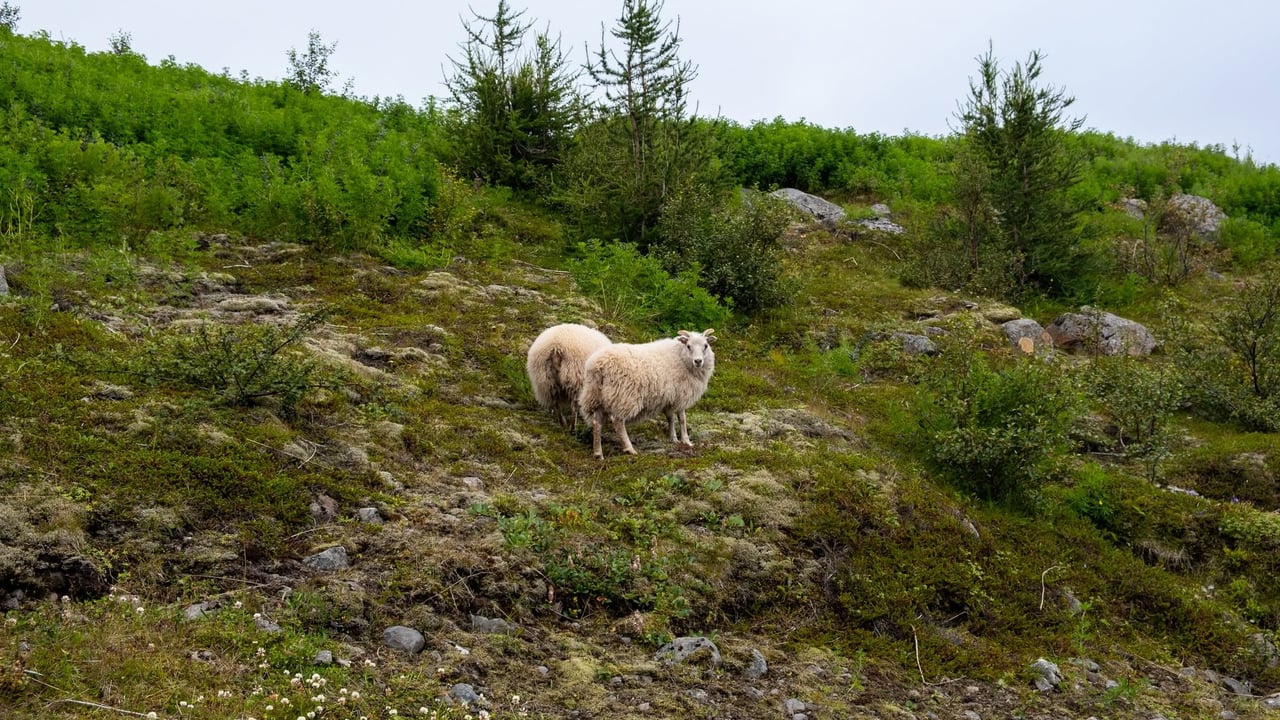 Þriðjudagsgöngur Gönguklúbbs Seyðisfjarðar