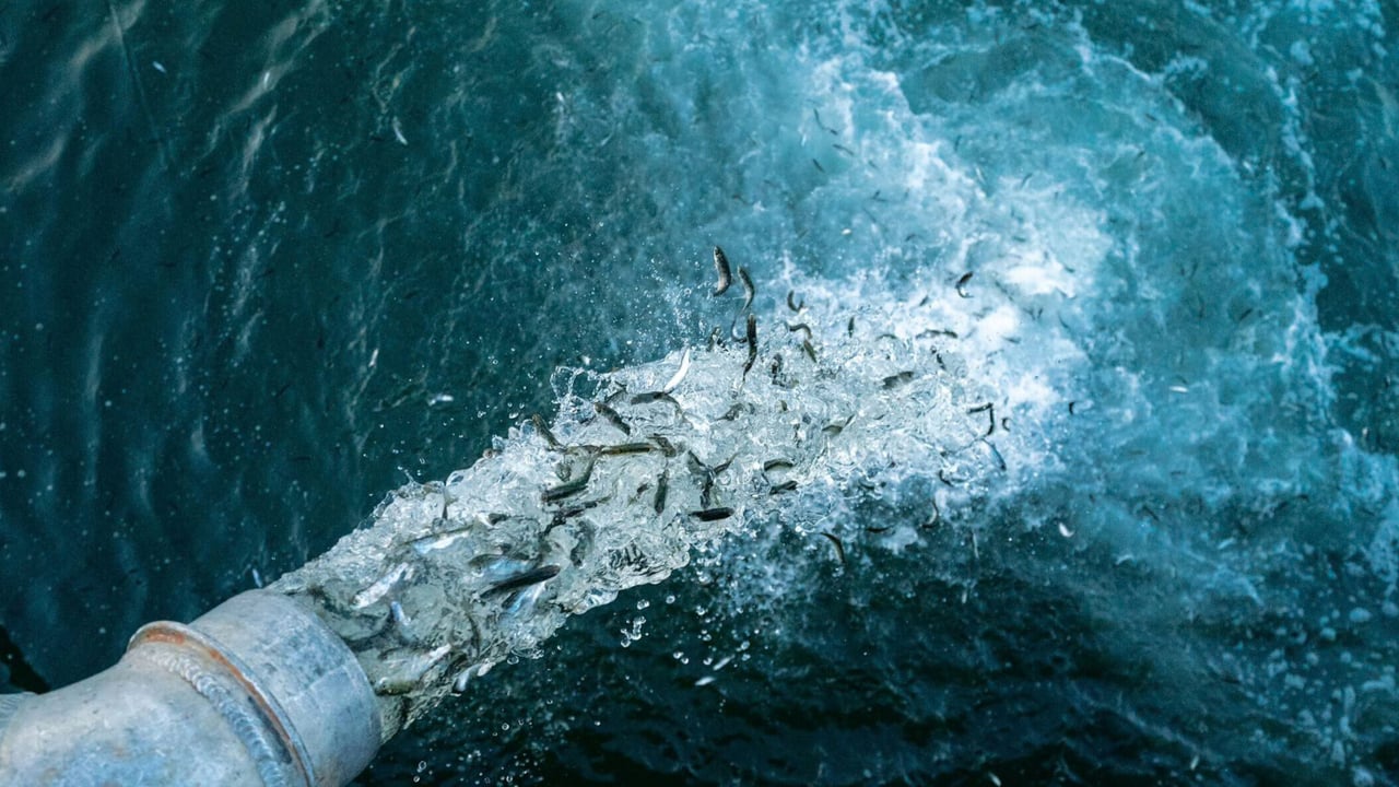 Trees & Seas Film Festival: Artifishal