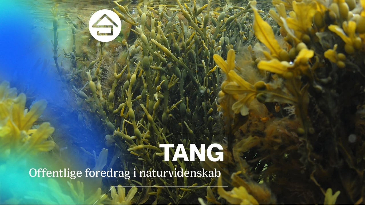 Tang // Studenterhus Odense