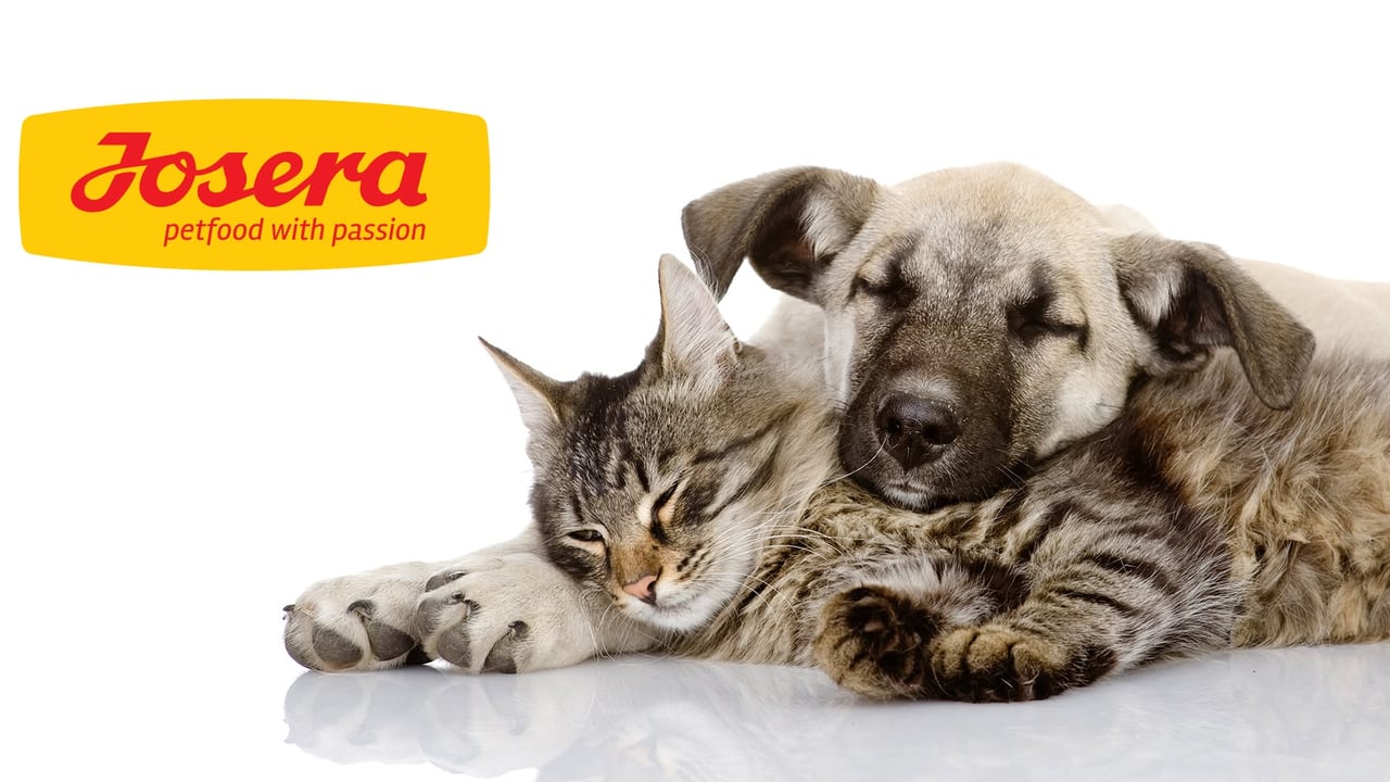 KYNNING Á JOSERA!🐾