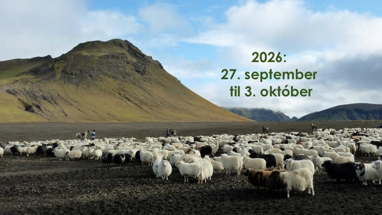 Íslenska ullarvikan