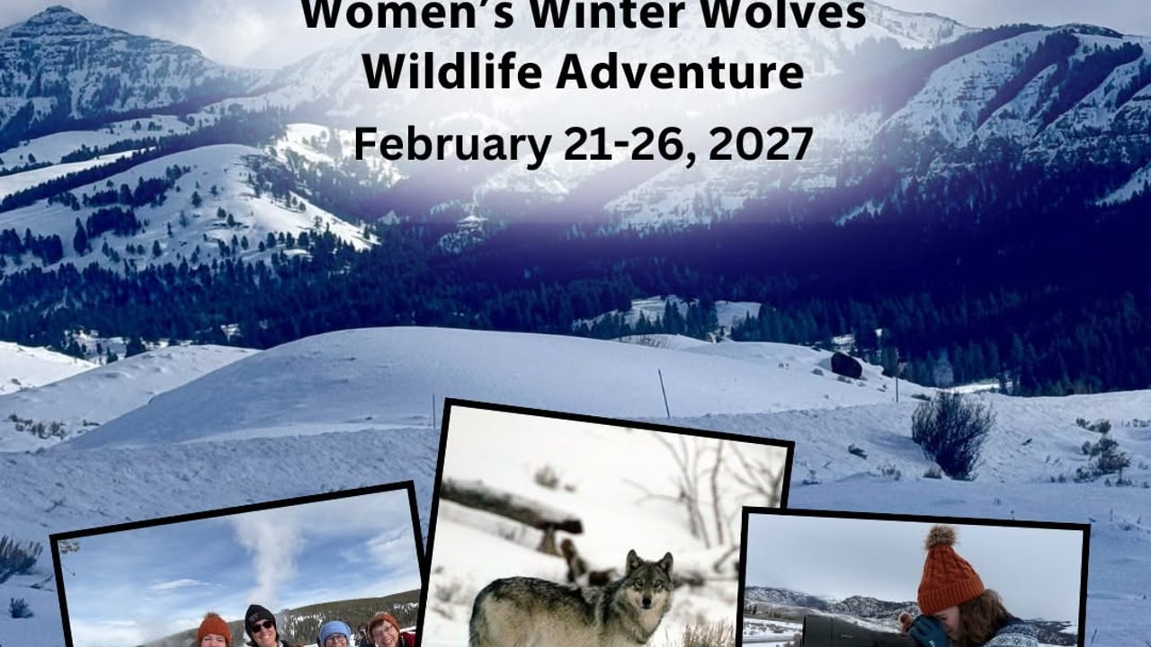  Yellowstone Women's Winter Wolves & Wildlife Adventure