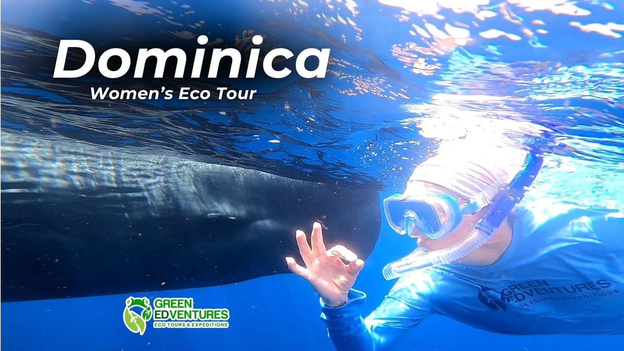 Dominica: Snorkel with Sperm Whales Women's Tour (2 Sessions)