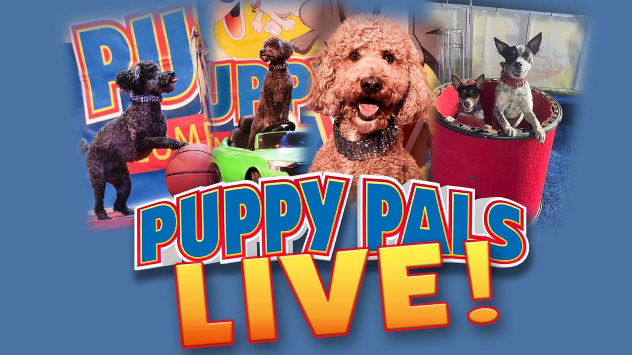 Perondi's Stunt Dog Experience