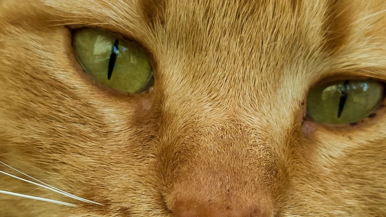 Where does the little yellow cat live?