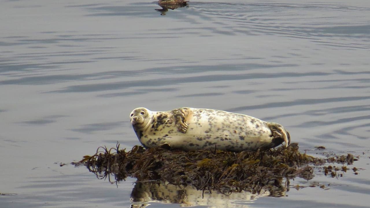 Seal