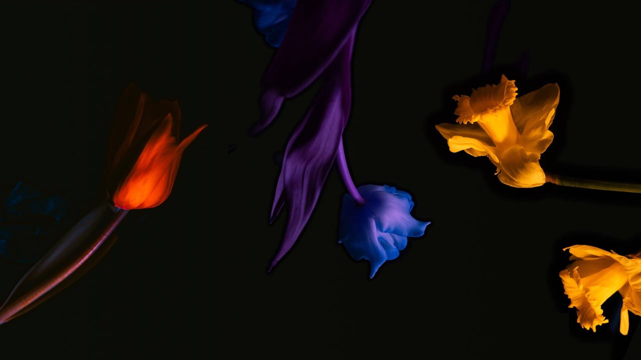 NZTrio: Space Jump
