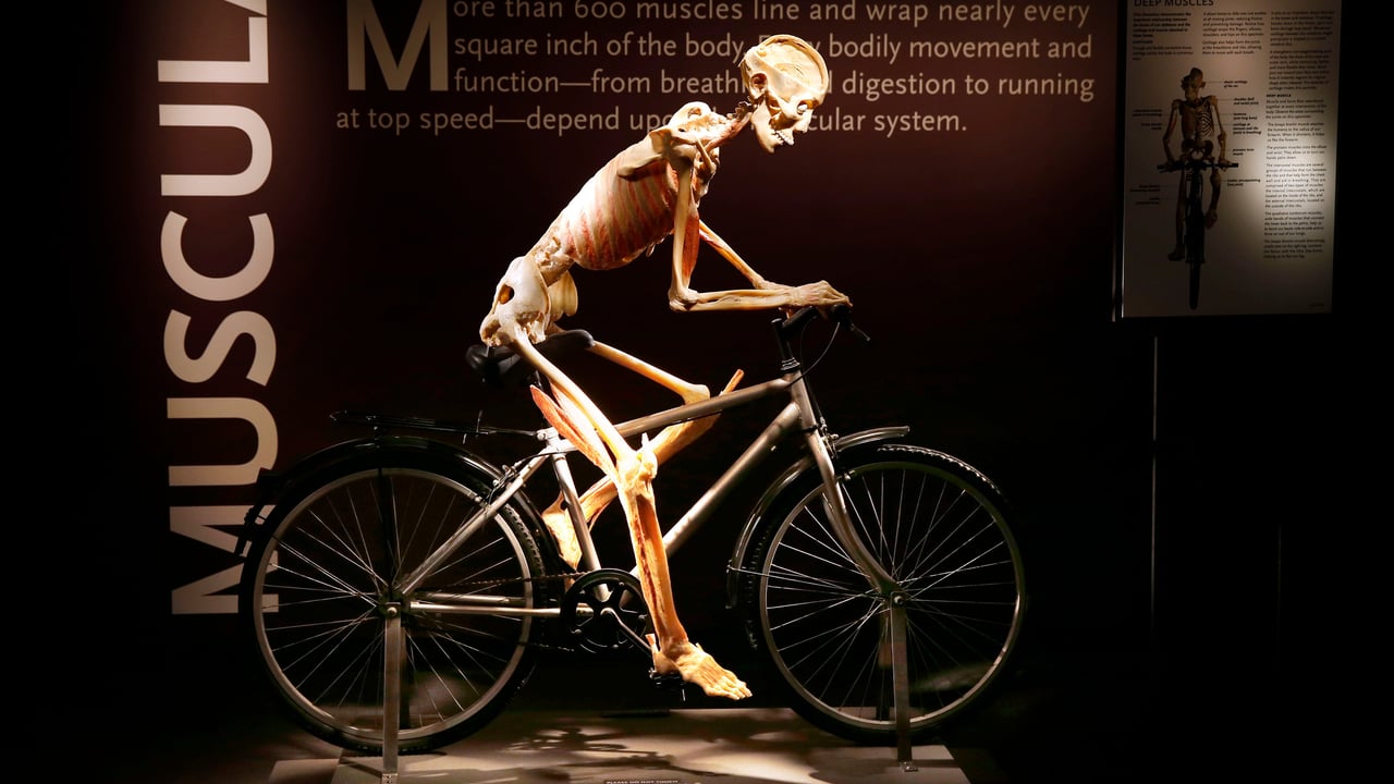 Bodies, the Exhibition