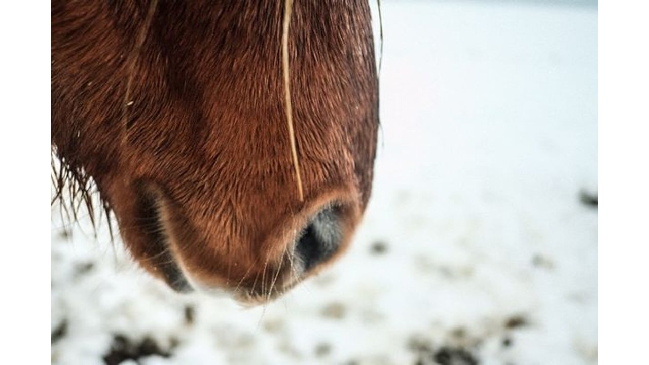 Poney Moon