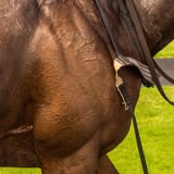 ETOILES EQUESTRES 2026