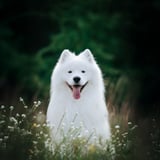 Top Dog Film Festival 2026