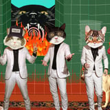 Fantastic Cat