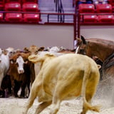 The Run for a Million Cutting Horse Challenge