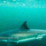 Farallones Sanctuary Wildlife Expedition