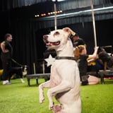The Canine Stars Stunt Dog Show