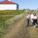 Sumarnámskeið í Viðey – VIÐEY FRIÐEY