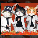 Fantastic Cat