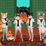 Fantastic Cat w/ guests