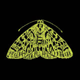 THE MOTH: SCHOOLED
