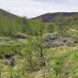 Skuggabjargaskógur: Rafhjólaferð á fjallahjóli