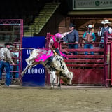 Bulls n' Broncs