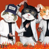 Fantastic Cat